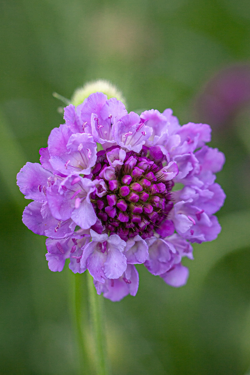 Flower Scabiosa Atropurpurea Cockade Native Heirloom Perennial Seeds for Planting – Ideal for Wildflower and Pollinator Gardens