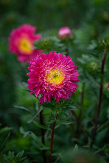 Plum Red China Aster Callistephus Chinensis Seeds for a sweet addition to the home orchard