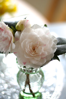 Camellia Mixed Colors Ornamental Seeds for gardeners building out beds and borders