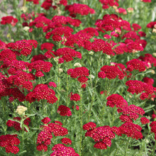 Achillea Red Seeds for growers filling out the home garden flower bed