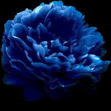 Dark Blue Tree Peony Seeds et  Ornamental Garden Plant Premium Quality Seeds