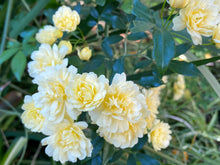 Rosa Banksiae Lutea In Pot Rosa Banksiana Fragrant Yellow Rambler  Ornamental Garden Plant Garden Plant Seeds