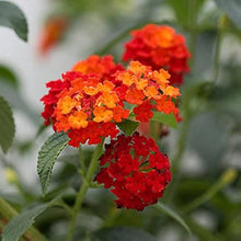 New Arrival of Lantana Flower Seeds, Rare and Beautiful Perennial Bonsai Plant for Home Garden, Seed Pots Lot  Ornamental Garden Plant Garden Plant Seeds