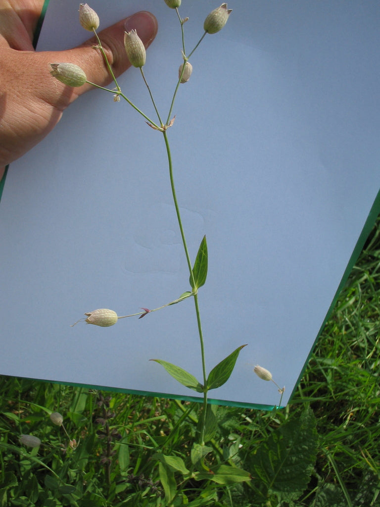 Campion Lychnis coronaria Königs-Lichtnelke flower seeds for planting in home garden beds - for planting in home garden