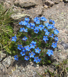 Alpenblumensamen Seeds for a bright addition to the Alpine Garden