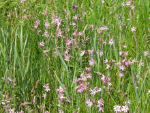 Campion Seeds (Lychnis coronaria) for a bright addition to the home garden beds