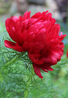 Fern Leaf Peony Seeds (Paeonia spp.) for colorful blooms in the Flower Bed