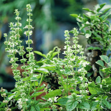 Green Plants (Ocimum basilicum) for growers seeking a long-blooming display
