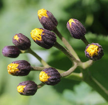 Ligularia Dentata Plant Seeds (Ligularia dentata) for a lasting display in the Shade Flower Bed