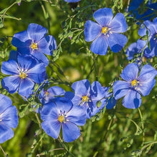 Flax Linum Usitatissimum Blau Seeds grown for cottage Natural Landscaping