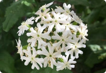 Lychnis Heirloom White Malteser Perennial Seeds for growers filling out the Borders