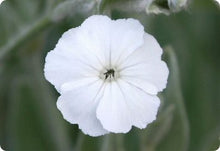 Lychnis Heirloom White Malteser Perennial Seeds for growers filling out the Borders