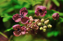 Semi Akebia Semi Chocolate Grapes Living Vine Five in One Leaf Akebia  Ornamental Garden Plant Premium Quality Seeds