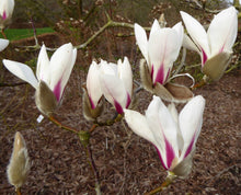 Magnolia Delavayi Chinese Evergreen Magnolia - Fragrant Seeds for reliable seasonal color