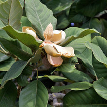 Magnolia Insignis (Manglietia) Evergreen Fragrant Seeds for growers seeking a long-blooming display