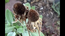 Susan Rudbeckia Hirta Black Eyed Seeds for a bright addition to the Backyard Border Edging