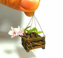 Orchid Phalaenopsis Mini Bonsai Seeds known for indoor Decorative Gardening