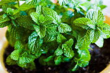 Mint Plants valued for green