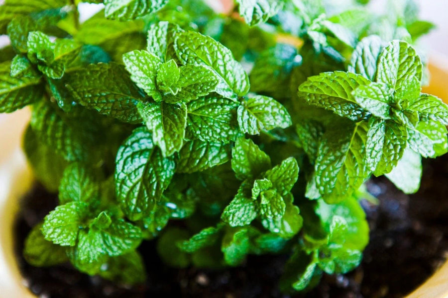 Mint Seeds