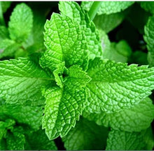 Mojito Mint Plants for cooks growing their own fresh herbs