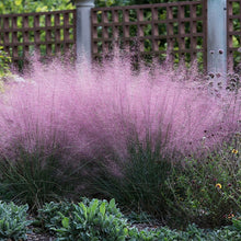 Pink Cloud Grass Seeds (Muhlenbergia capillaris) known for backyard landscaping
