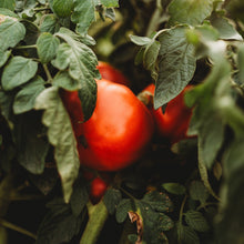 Mule Team Tomato Seeds (Solanum lycopersicum) for growers stocking the late season home gardens