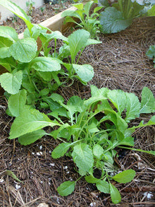 Mustard Plants for growers stocking a kitchen garden