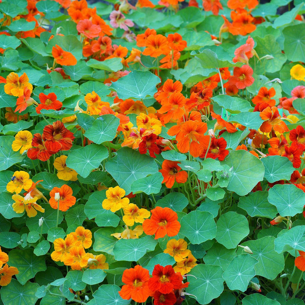 Tall Rollier Mix Nasturtium Seeds â€“ Edible Flowers with Bold Color for Culinary Gardens