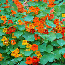 Tall Rollier Mix Nasturtium Seeds â€“ Edible Flowers with Bold Color for Culinary Gardens