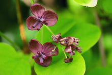 Semi Akebia Semi Chocolate Grapes Living Vine Five in One Leaf Akebia  Ornamental Garden Plant for Home Gardening