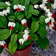 Herzrebeblumensamen Seeds for a lasting display in the Flower Bed