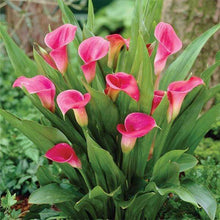Pink Calla Lily Zantedeschia Aethiopica Seeds for growers seeking a long-blooming display