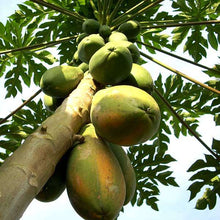 Papaya Seeds et  Ornamental Garden Plant for Home Gardening