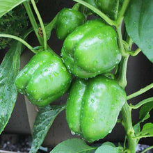 Summer Vegetable Capsicum Green Seeds grown for fresh Green Peppers
