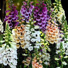 Bronze & White Foxglove Digitalis Seeds known for elegant Flowers