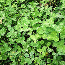 Clover Seeds (Trifolium repens) for filling out the Lawn & Garden