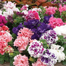 Double Petunia Seeds (Petunia spp.) for colorful blooms in the Flower Bed & Garden