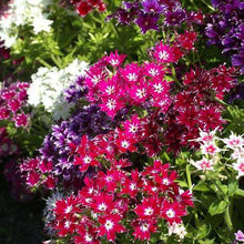 Phlox Twinkle Star Mix Shade Loving Seeds for a lasting display in the Shady Areas