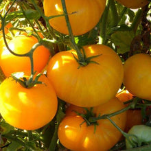 Yellow Seeds known for bright, Nutrient-Packed Veggies