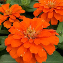 Zinnia Orange King Seeds (Zinnia elegans) for a homegrown harvest from the home garden or indoor pots
