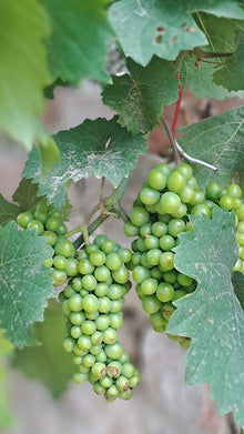 Heirloom Non-GMO White Concord Grape Seeds for sweet homegrown fruit in the Sweet, Large Grapes in Your Home Garden