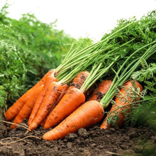Carrot Daucus Carota and Radish Raphanus Sativus Orange Seeds for a fresh homegrown crop from the Raised Beds