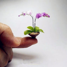 Orchid Phalaenopsis Mini Bonsai Seeds known for indoor Decorative Gardening