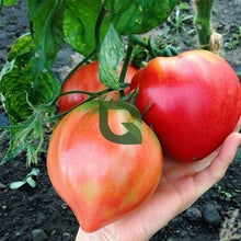 Heart Tomato Seeds (Solanum lycopersicum) for growers stocking the Vegetable Patch & Garden