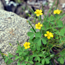 Yellow Wood Sorrel Seeds  Ornamental Garden Plant for Home Gardening