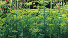 Compact Dill Seeds for Indoor Balcony Garden