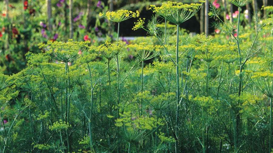 Compact Dill Seeds for Indoor Balcony Garden