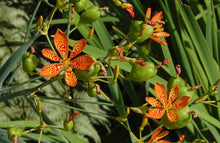 Candy Lily Seeds (Hesperaloe parviflora) for a bright addition to the Garden & Flower Bed