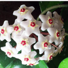 Hoya Bonsa in a Pot, Hoya Carnosa Flower, Bonsa, Garden Plants, Perennial Plants, Indoor Plants  Ornamental Garden Plant Premium Quality Seeds