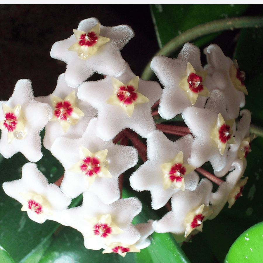 Hoya Bonsa in a Pot, Hoya Carnosa Flower, Bonsa, Garden Plants, Perennial Plants, Indoor Plants  Ornamental Garden Plant Premium Quality Seeds